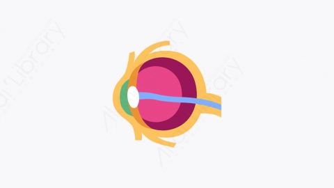 图片素材-049_眼睛_eye